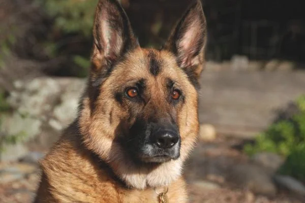 德国牧羊犬吃什么