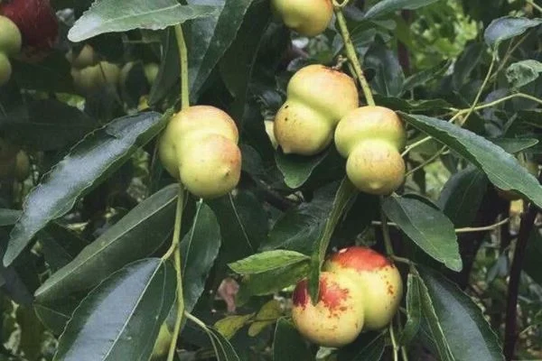 枣子常见的种类介绍，不同的种类分布区域不同