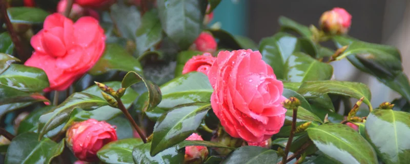 茶花是落叶还是常绿植物，主要要哪些品种