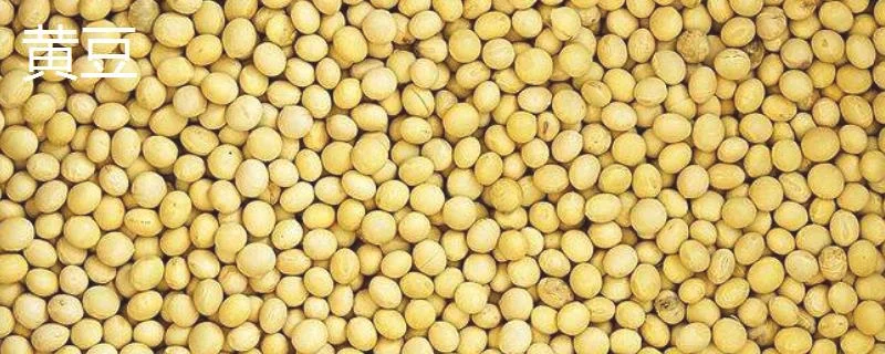 毛豆、黄豆、青豆的区别