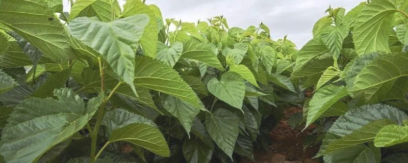 桑树种植技术，不宜挑选根部弱小的幼苗