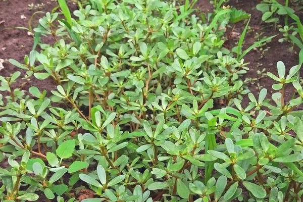 马齿苋播种时间，附种植技术