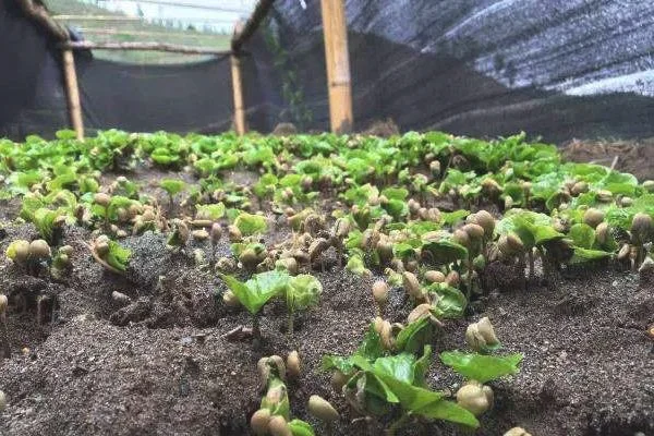 咖啡豆种植技术