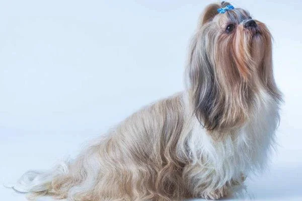西施犬寿命有多长