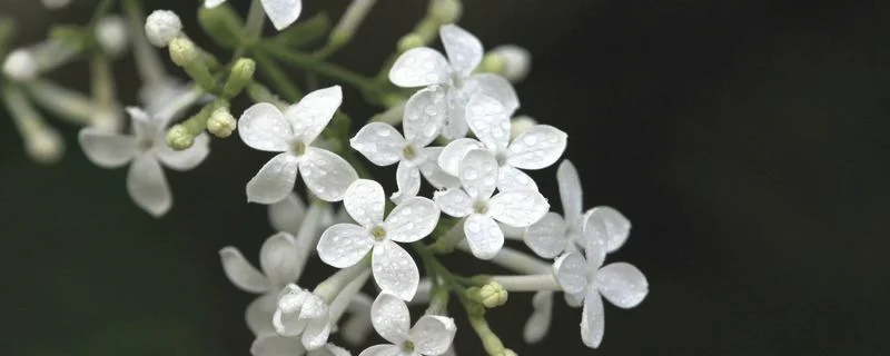 白色丁香花的养殖方法，注意事项有哪些