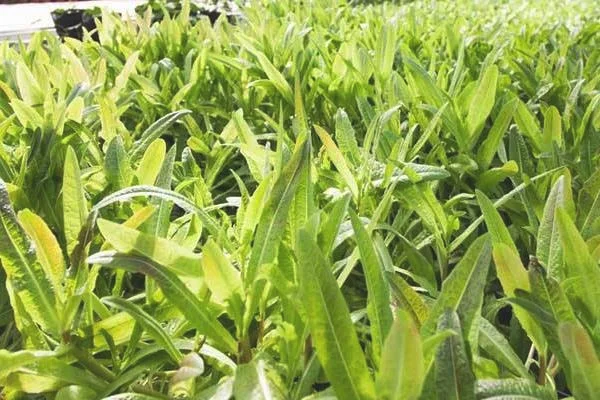 菊苣怎么种