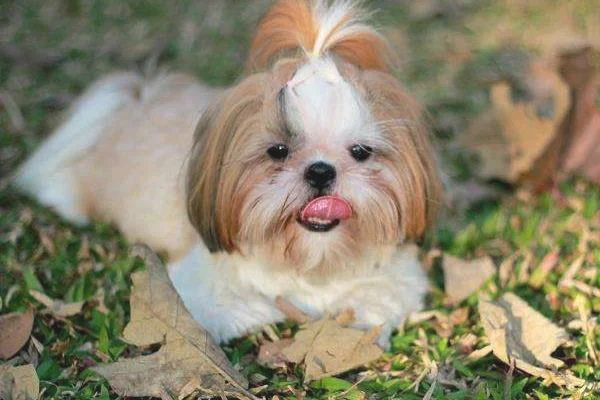 西施犬寿命有多长