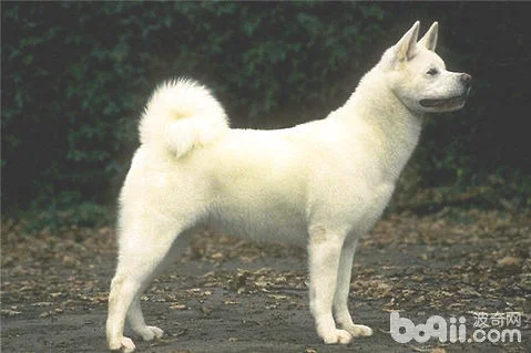 卡南犬多少钱？卡南犬怎么饲养？