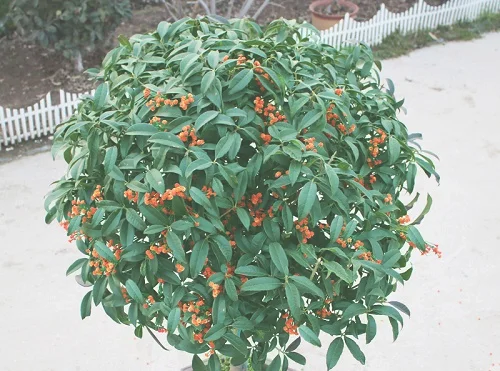 桂花什么时候开花季节 一般几点钟开放