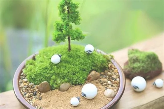 苔藓盆景自制方法