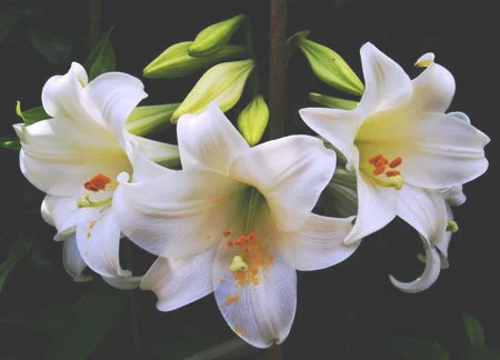 单只百合花图片