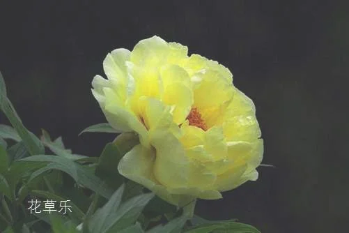 牡丹花怎么养，让牡丹安全渡夏的养殖方法介绍