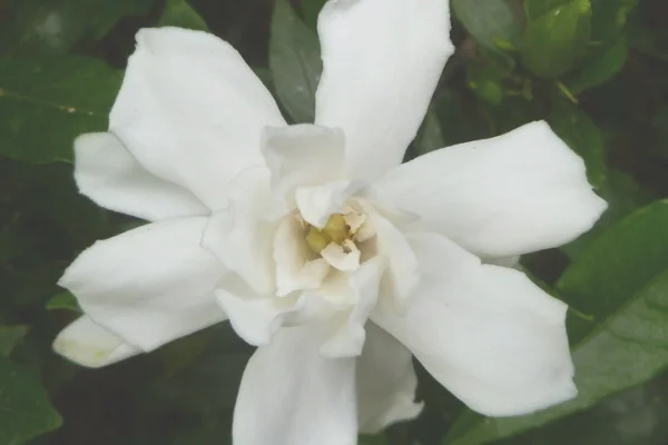 栀子花有什么颜色