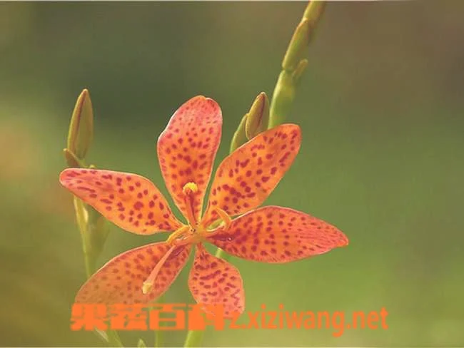 射干图片 射干的功效与作用
