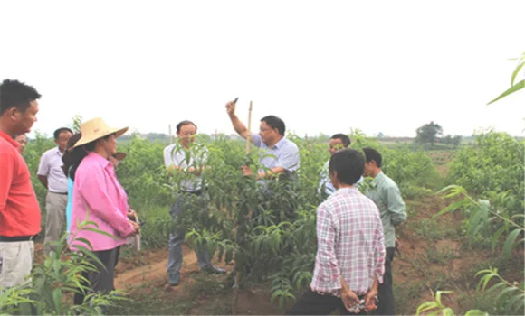 桃树栽植方法简介 桃树栽植密度多大为宜