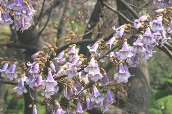 泡桐叫泡桐的原因