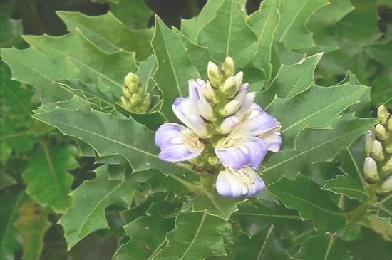 双子叶植物叶片的结构特点