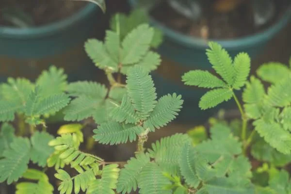 含羞草图片:含羞草的特点