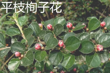 水栒子花和平枝栒子花的区别