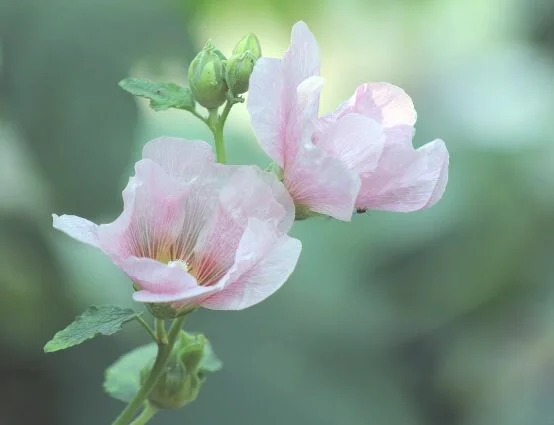 芙蓉花的作用，盘点芙蓉花六大作用