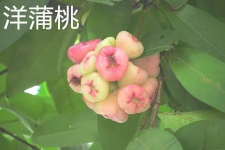 洋蒲桃和蒲桃的区别：叶片的区别，果实的区别