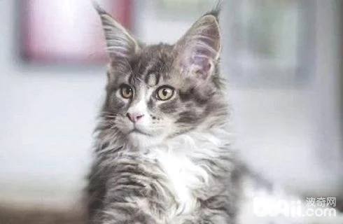 褴褛猫多少钱一只？褴褛猫价格