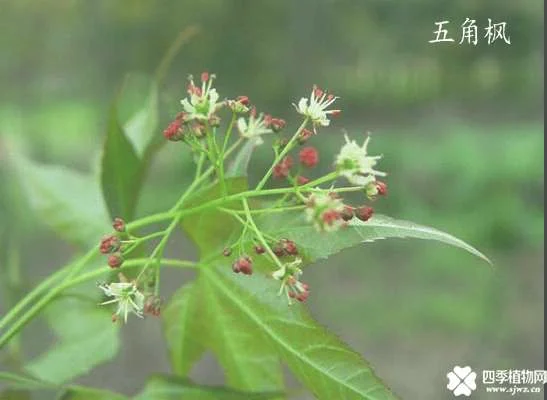 元宝枫与五角枫的区别有哪些？教你如何快速区分它们！