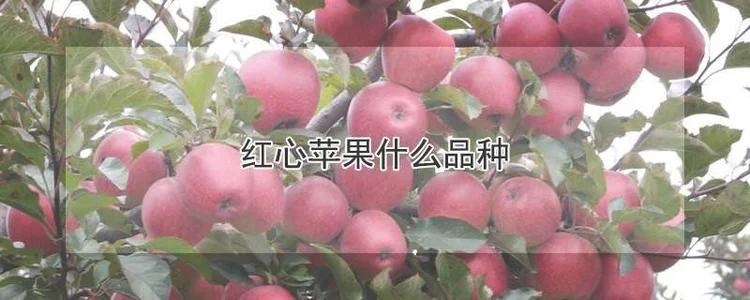 红心苹果品种介绍