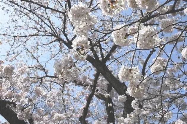 快出来赏春了，这9种花已经开好了！