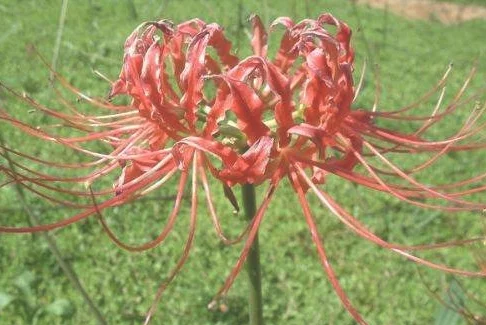 石蒜花，石蒜花为什么叫死人花