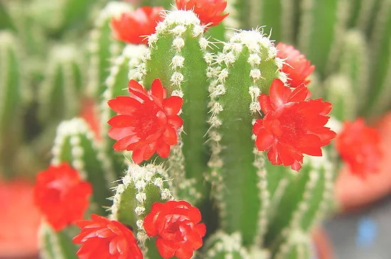 沙漠之花是什么植物