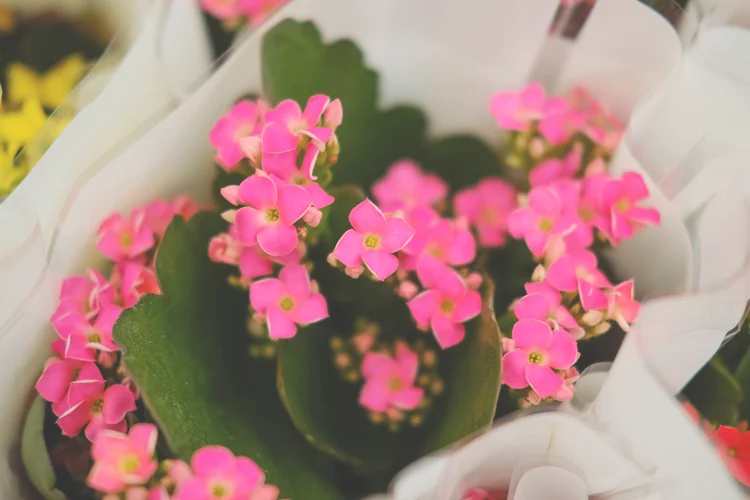 长寿花的花语