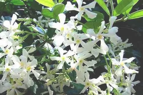 络石风车茉莉的养殖方法