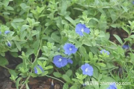 蓝星花冬天怎么养，蓝星花冬天注意这些养护方法