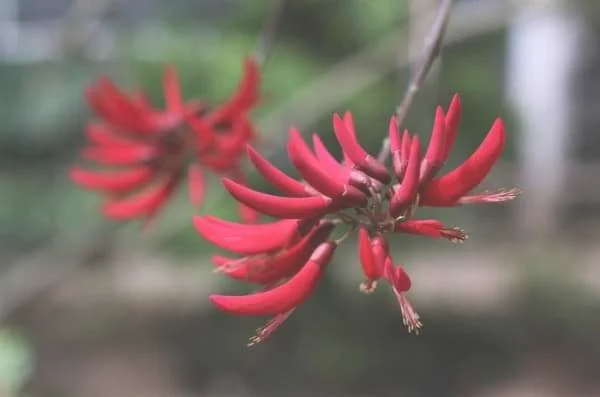 龙牙花真的有毒吗 龙牙花中毒防治的方法