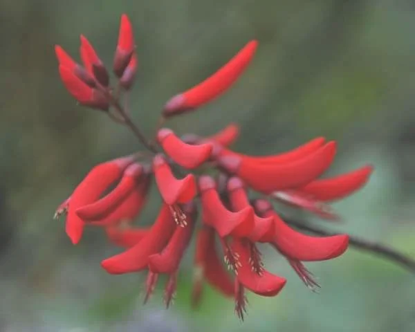 龙牙花能吃吗 龙牙花的价值