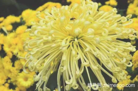 菊花能放卧室里面吗
