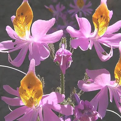 蛾蝶花花期是什么时候 花语是什么