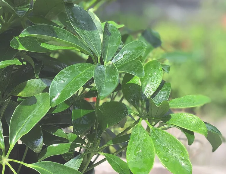 鸭脚木冬天怕冻吗？鸭脚木冬季养殖方法