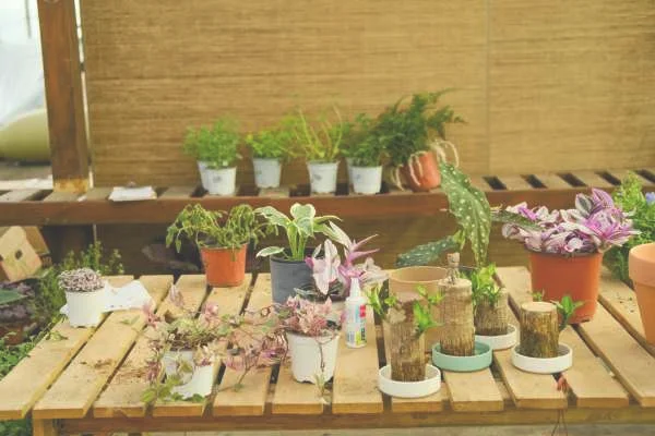 春天有什么花