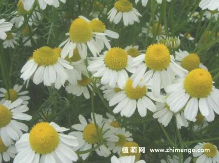 西洋甘菊怎么养，5种日常养护方法