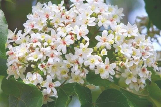 樱草花花语