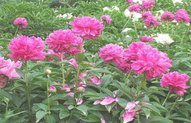 芍药怎么种植
