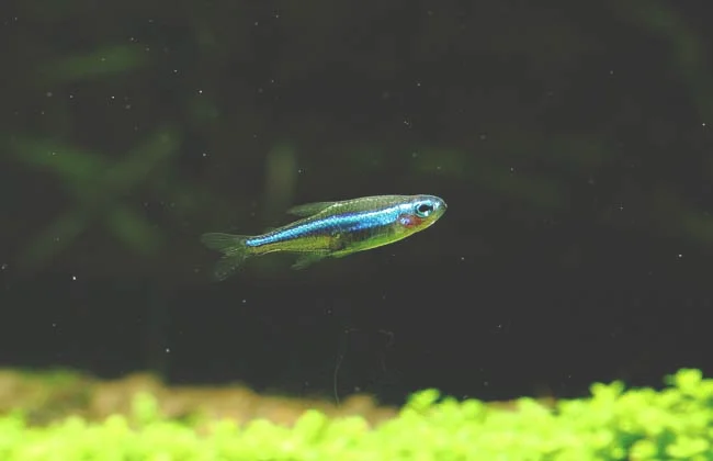 宝莲灯鱼图片