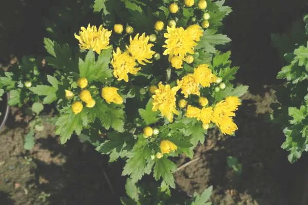 菊花好养吗