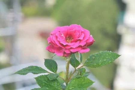 月季花嫁接技术和方法：嫁接时间，砧木处理