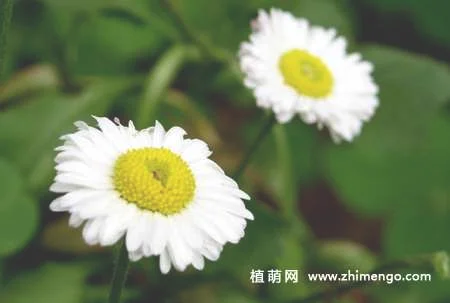 西洋甘菊怎么养，5种日常养护方法
