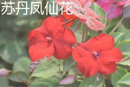 苏丹凤仙花和新几内亚凤仙花的区别：叶子区别，花朵区别