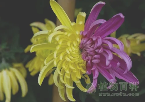 菊花图片-菊花(花期图,欣赏图)