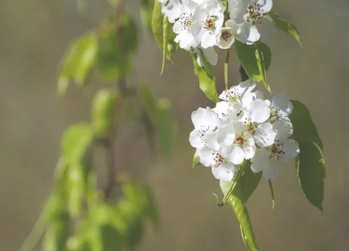 梨的花是什么颜色